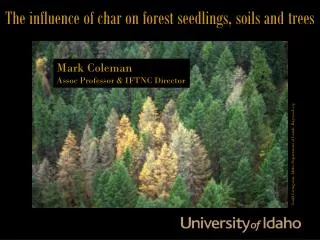 The influence of char on forest seedlings, soils and trees