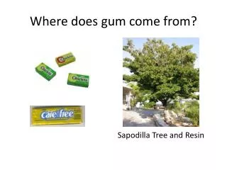 Where does gum come from?