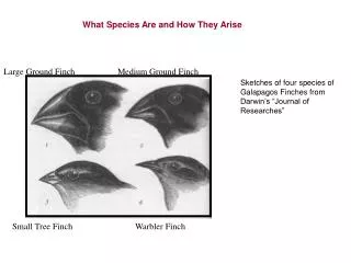 What Species Are and How They Arise