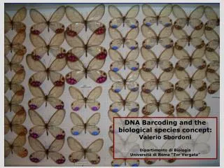 DNA Barcoding and the biological species concept: Valerio Sbordoni Dipartimento di Biologia