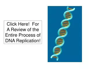 Click Here! For A Review of the Entire Process of DNA Replication!