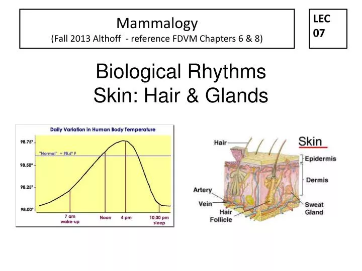 biological rhythms skin hair glands