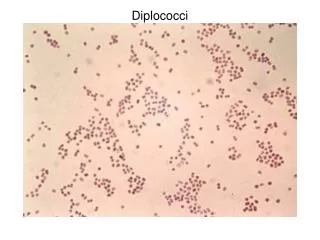 Diplococci Neisseria gonorrhoeae