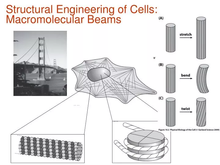 structural engineering of cells macromolecular beams