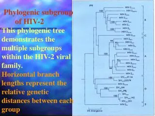 Phylogenic subgroup of HIV-2