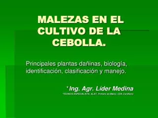 malezas en el cultivo de la cebolla