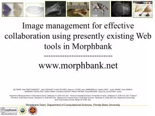 Image management for effective collaboration using presently existing Web tools in Morphbank