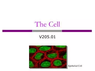 the cell