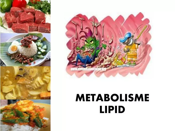 metabolisme lipid