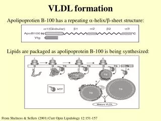 VLDL formation