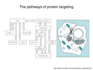 The pathways of protein targeting