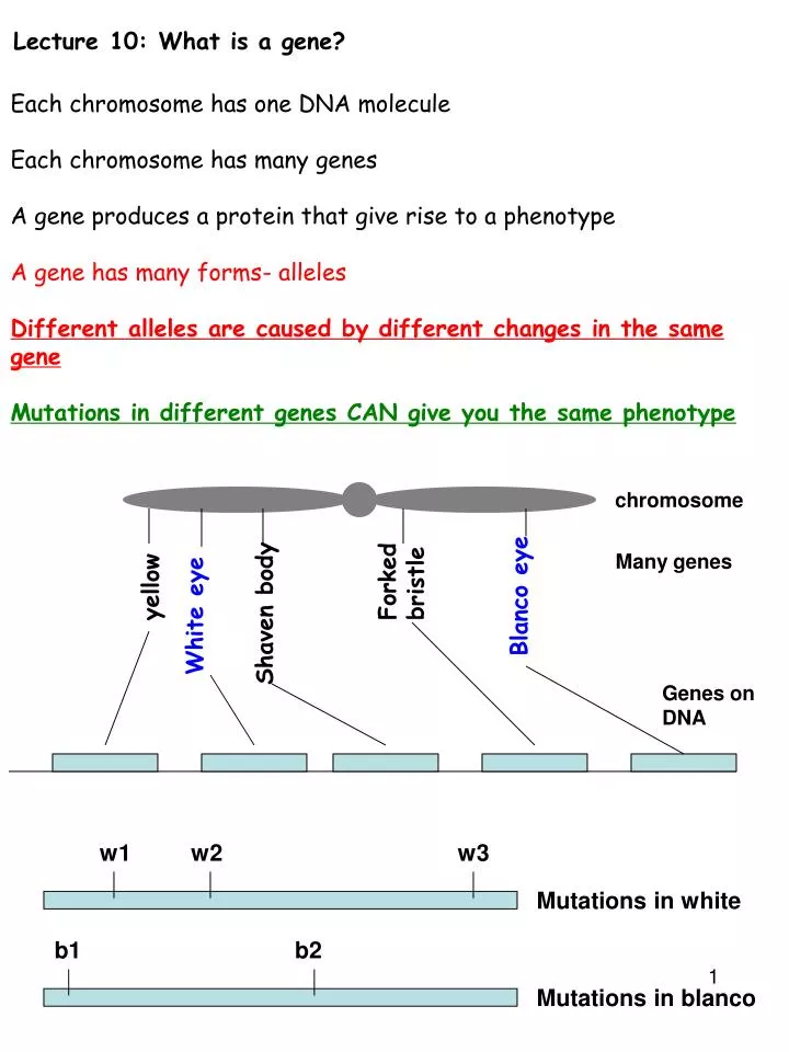 lecture 10 what is a gene