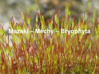 Mszaki – Mechy – Bryophyta