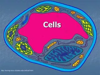 cells