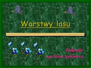 warstwy lasu