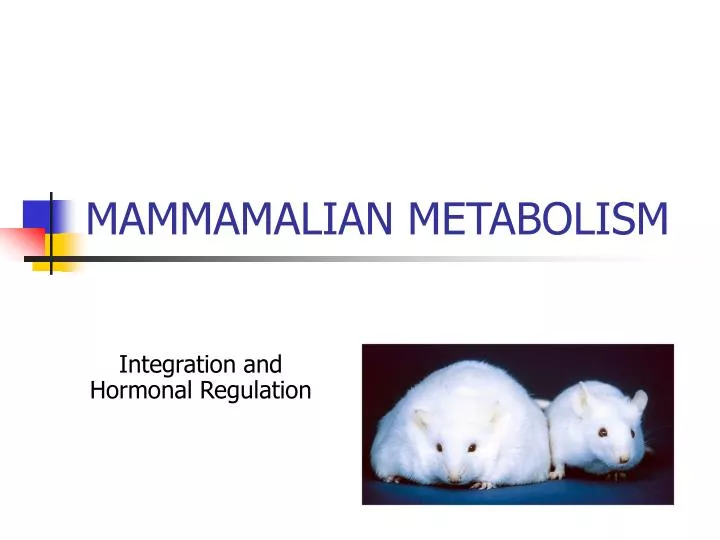 mammamalian metabolism