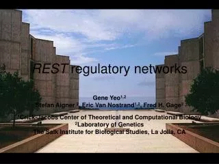 REST regulatory networks