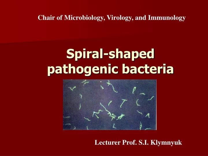 spiral shaped pathogenic bacteria