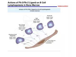 Actions of Flt-3/Flk-2 Ligand on B Cell Lymphopoiesis in Bone Marrow