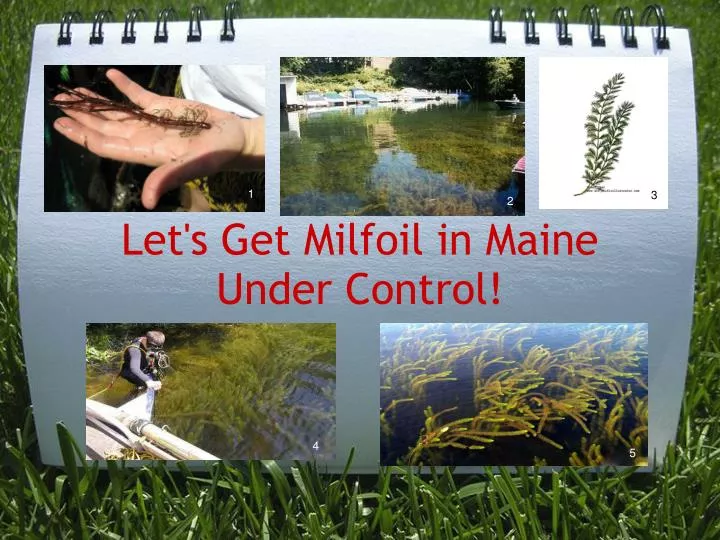 let s get milfoil in maine under control