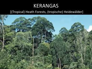 kerangas