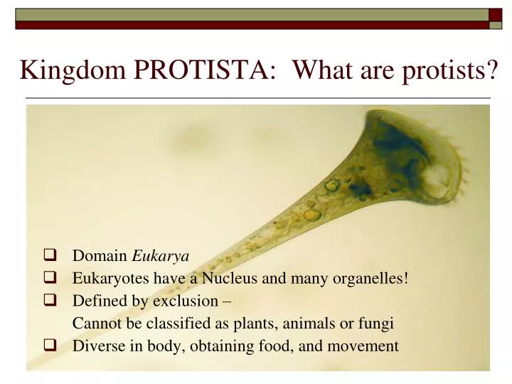 kingdom protista what are protists