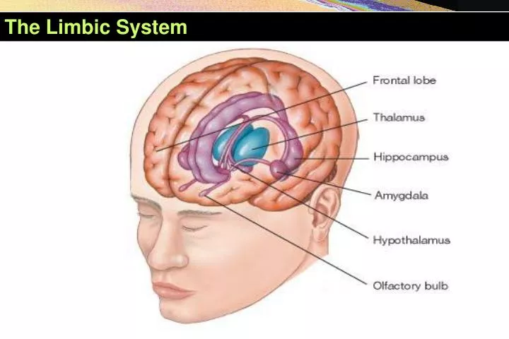 the limbic system