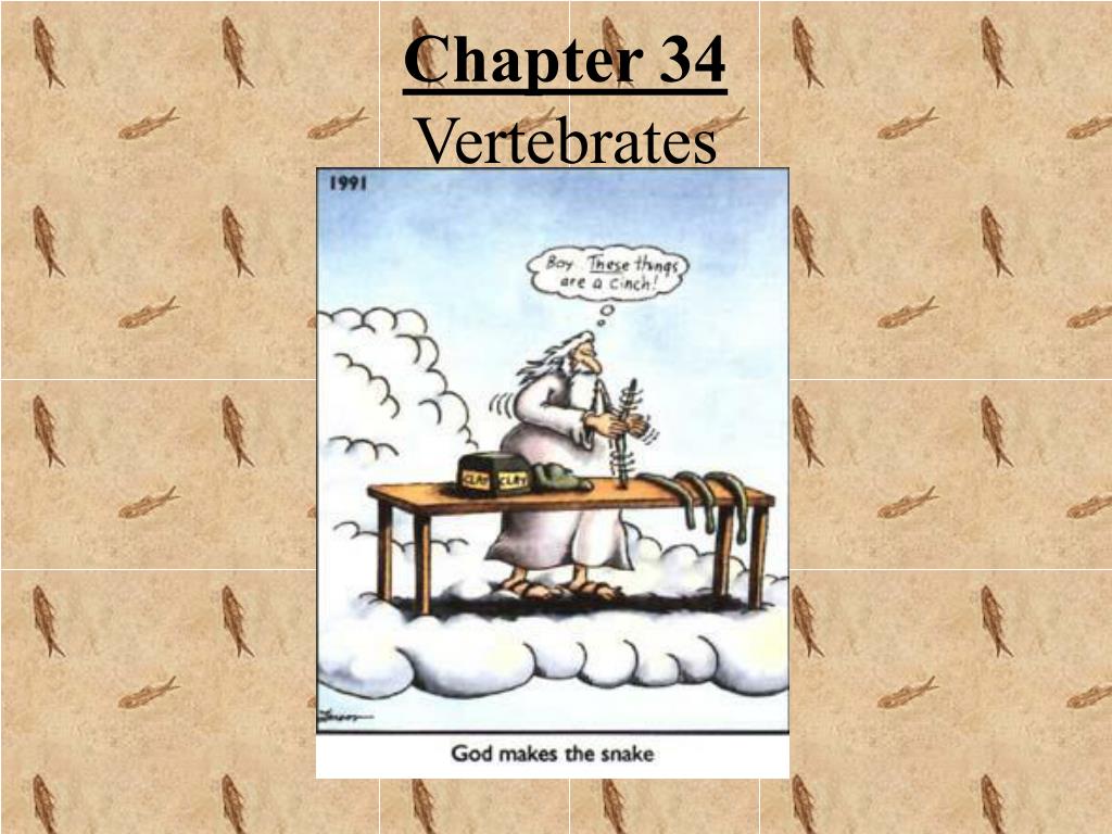 PPT - Chapter 34 Vertebrates PowerPoint Presentation, free download ...