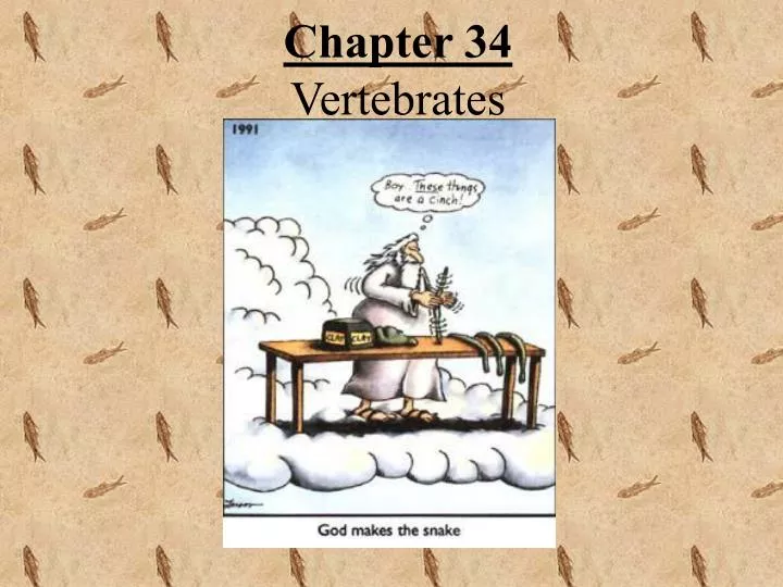 chapter 34 vertebrates