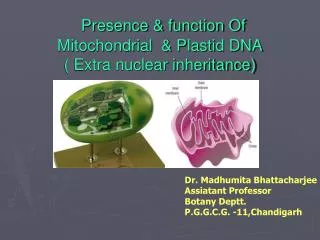 Presence &amp; function Of Mitochondrial &amp; Plastid DNA ( Extra nuclear inheritance)