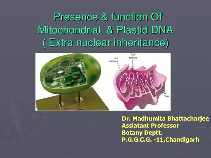 presence function of mitochondrial plastid dna extra nuclear inheritance