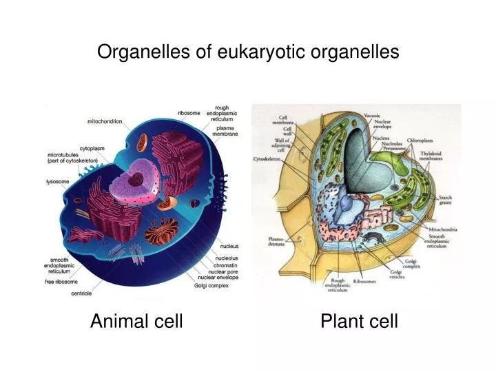 organelles of eukaryotic organelles
