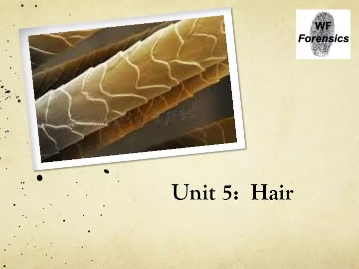 unit 5 hair