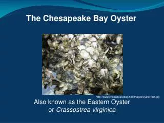 The Chesapeake Bay Oyster