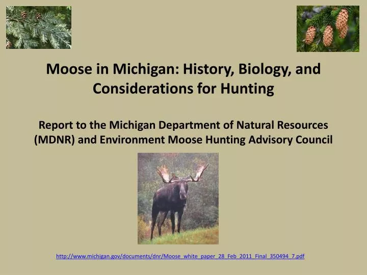 http www michigan gov documents dnr moose white paper 28 feb 2011 final 350494 7 pdf
