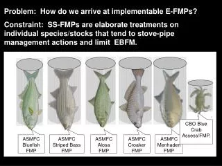 ASMFC Bluefish FMP