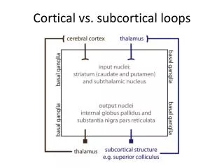 Cortical vs. subcortical loops