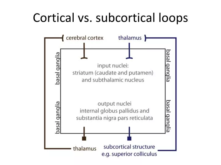 cortical vs subcortical loops