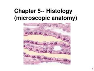 Chapter 5-- Histology (microscopic anatomy)
