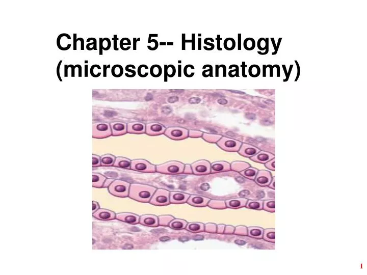 chapter 5 histology microscopic anatomy