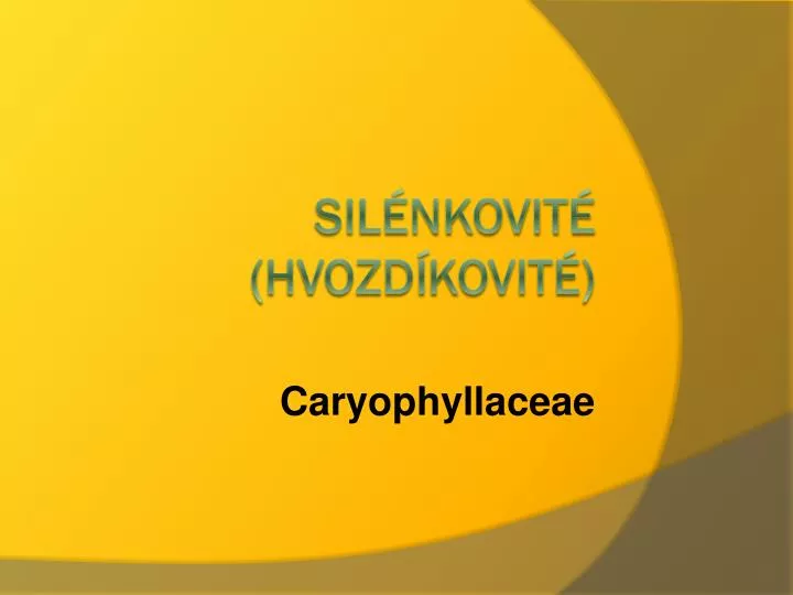 caryophyllaceae