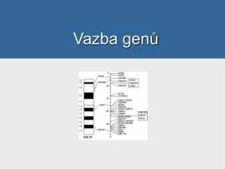 vazba gen