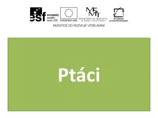 pt ci