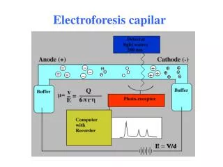 electroforesis capilar
