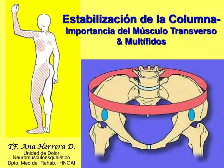 estabilizaci n de la columna importancia del m sculo transverso mult fidos