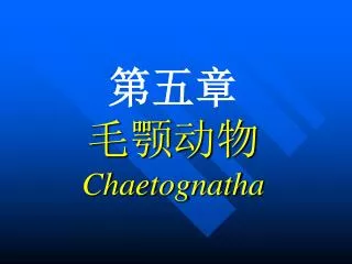 chaetognatha