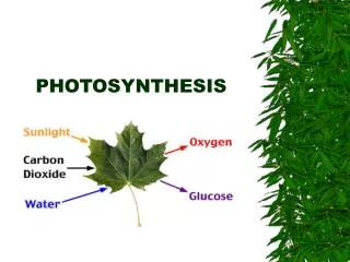 PHOTOSYNTHESIS