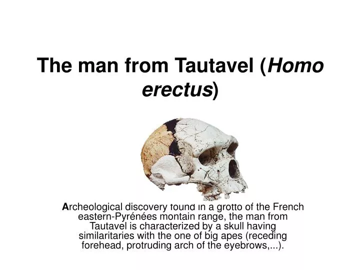 the man from tautavel homo erectus