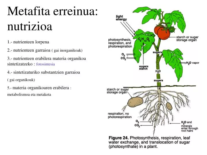 metafita erreinua nutrizioa