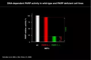 DNA-dependent PARP activity in wild-type and PARP deficient cell lines